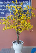 Ảnh các lớp làm hoa